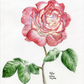 Artwork - Kelby Shelton - The Flower (Colored pencil)